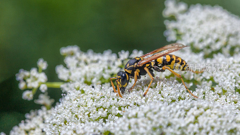 European paper wasp, (Poliste dominula), Vespidae, Poliste gaulois, Poliste Européen.